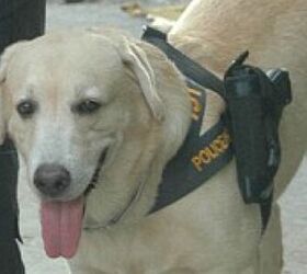 Thai Police Gun Dog