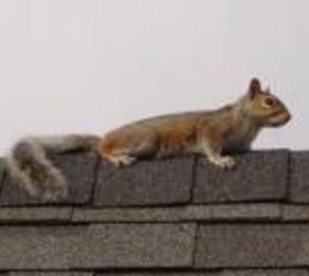 Solving the squirrel on the roof problem