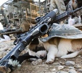 Gun Dog
