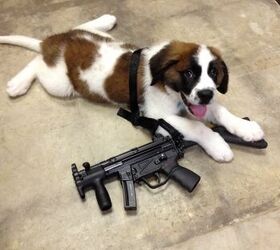 Weekend Photos: Tactical Puppy (Dog and Gun #2)