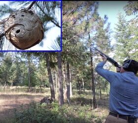 Relocating A Hornets Nest With a Shotgun