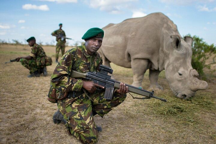 South African Forest Ranger Ranks Zero Training African Park Rangers, array of small arms ...