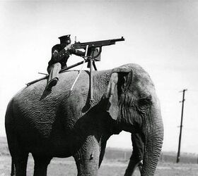 POTD: I See Your Elephant Gun And Raise You This