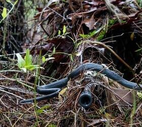 Black Snake Slithers Over Sniper's M110 SASS