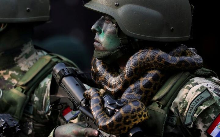 POTD: Paraguayan Pythons on Parade | thefirearmblog.com