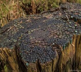 Old Alaskan Tree Stump Loaded with Empty Cases