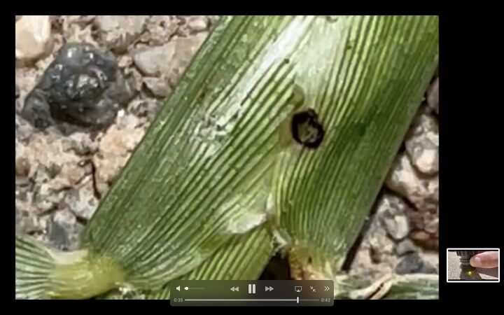 сонячна проблема пряме сонячне світло пошкоджує нічне бачення, яке було вимкнено