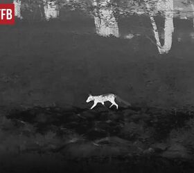 Infiray review tube th50 fox hunting thermal 
