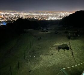 Photo taken with iPhone 12 max pro. The low light image isn't bad but it is a bit hard to see the buffalo past the area of illumination.