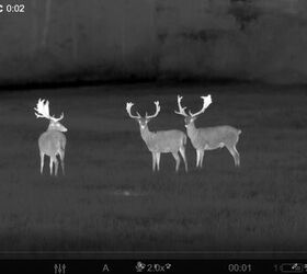 tfb review pulsar talion xq38 budget thermal riflescope