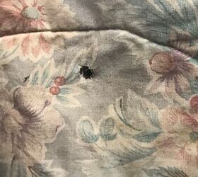 wheelgun wednesday speer target 38 indoor practice for your revolver