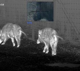 tfb review pulsar thermion duo dxp50 daytime thermal riflescope