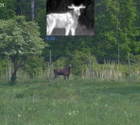 tfb review pulsar thermion duo dxp50 daytime thermal riflescope