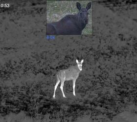 tfb review pulsar thermion duo dxp50 daytime thermal riflescope