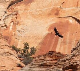 Utah Hunters Helping Condors Program Offers Lead-free Ammo