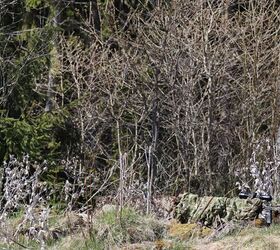 potd suppressed tikka t3x in spuhr sics chassis