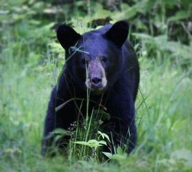 fudd friday buying a gun for black bear hunting, Black bears can grow as large as a moose but most shot are nowhere near that size A bear in spring might weigh the same as a beefy whitetail buck Michelle Buntin