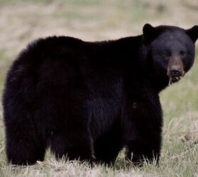 fudd friday buying a gun for black bear hunting, See that big ball of black fur It s hard to pick out a good aiming point on a dark night in shady woods A good optic helps a lot NPS