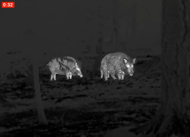 tfb review the pulsar oryx xg35 lrf thermal monocular