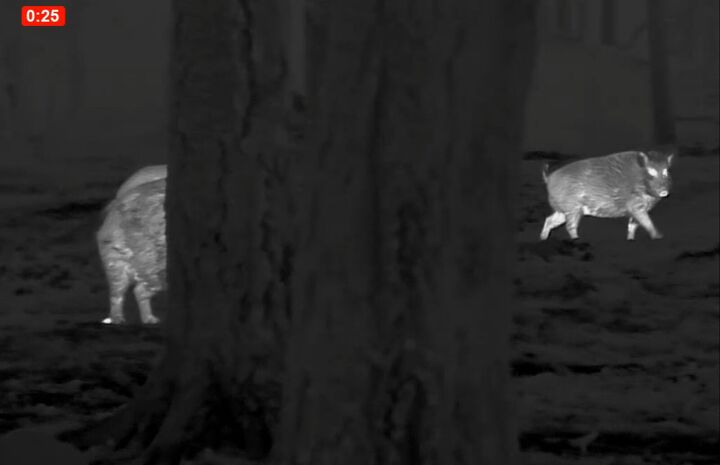 tfb review the pulsar oryx xg35 lrf thermal monocular