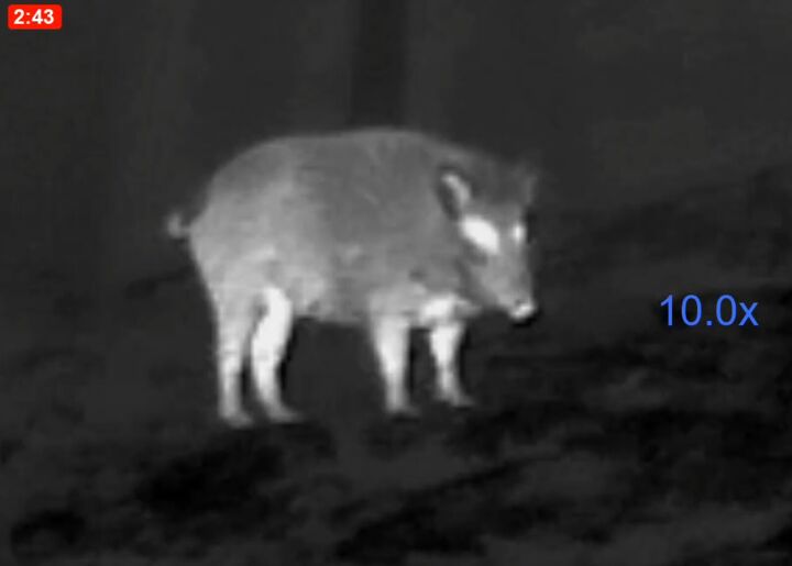 tfb review the pulsar oryx xg35 lrf thermal monocular