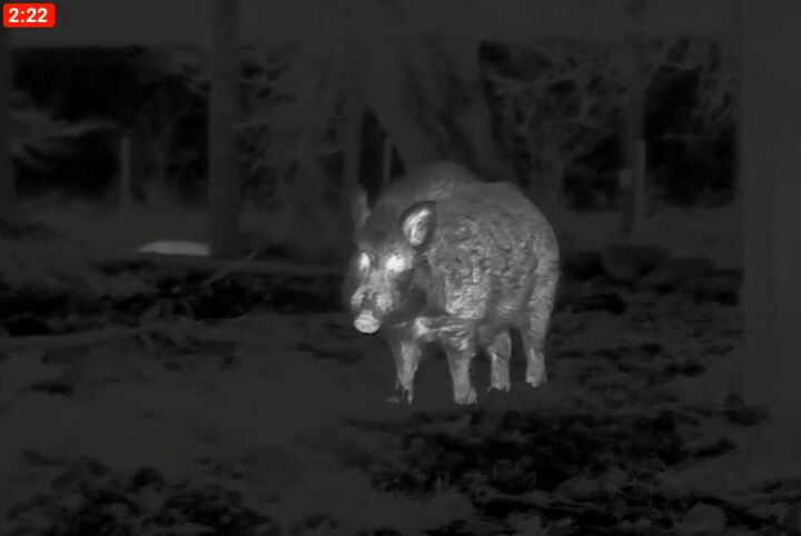 tfb review the pulsar oryx xg35 lrf thermal monocular