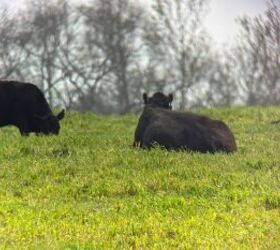 tfb review maven optics s1 2s 25 50x80 spotting scope