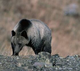 Stay Strapped In Bear Country With Liberty Ammunition's Latest Recipe