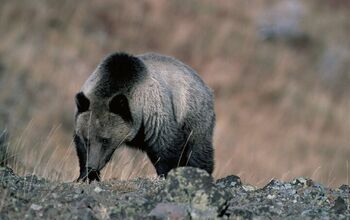 Stay Strapped In Bear Country With Liberty Ammunition's Latest Recipe