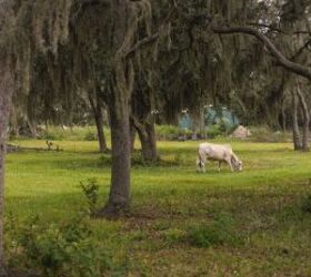 The Property is huge and is co-located with a ranch, so there are always a few cows around.