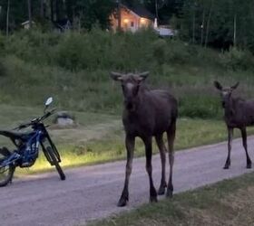 sweden softens stance on ar 15 mandatory confiscation now voluntary