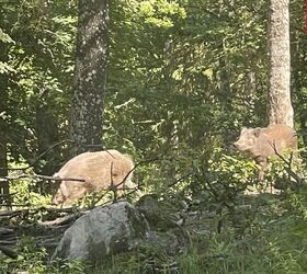 sweden softens stance on ar 15 mandatory confiscation now voluntary