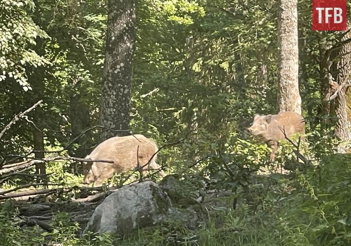 sweden softens stance on ar 15 mandatory confiscation now voluntary