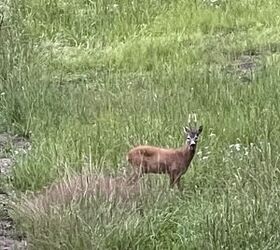 sweden softens stance on ar 15 mandatory confiscation now voluntary