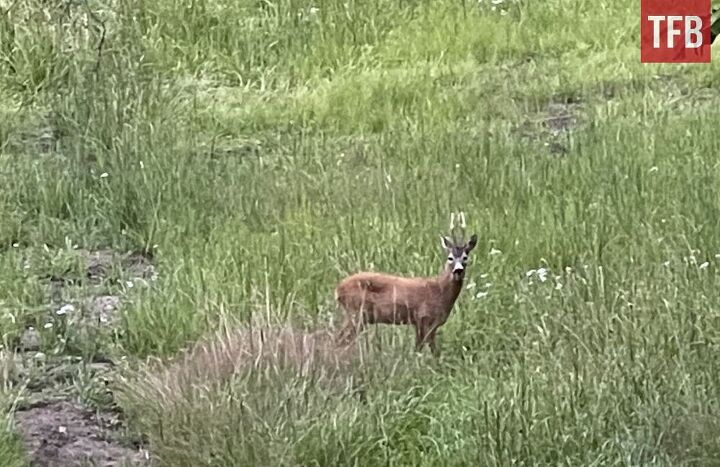 sweden softens stance on ar 15 mandatory confiscation now voluntary