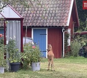 sweden softens stance on ar 15 mandatory confiscation now voluntary