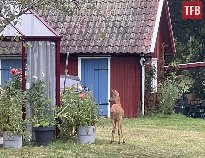 sweden softens stance on ar 15 mandatory confiscation now voluntary