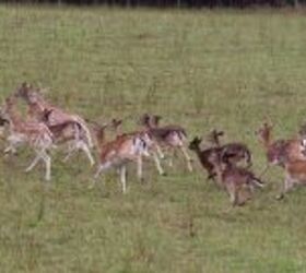 sweden softens stance on ar 15 mandatory confiscation now voluntary