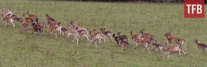 sweden softens stance on ar 15 mandatory confiscation now voluntary