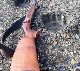 potd no room for guesswork in polar bear country