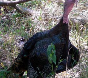 apex ammunition s new smalltown hunting 28 gauge tss turkey load