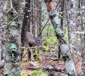 fudd friday the brush busting question, Sometimes your deer season might hinge on a shot in tight woodsy cover like this Zac K