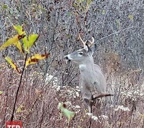 fudd friday the brush busting question, There s pressure when the chips are down and a shot presents itself but you need to think about the shot you ve been presented Zac K