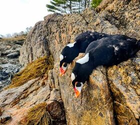 18 Ammo Rebates from Federal, HEVI, Remington, Fiocchi for Hunting